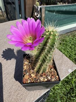 Preview: Echinocereus tayopensis